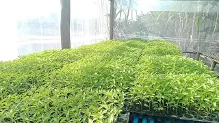 រៀបចំរោងបណ្តុះកូនដំណាំបន្លែ nursery house seedlings vegetables protection from pests and sunlight 🥒🥗