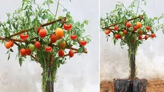 How to grow tomatoes from tomato at home for beginners