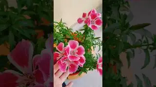 This flower blooms like bouquet!!(godetia) #homegardening