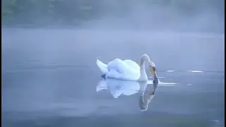 Animal drink water fantastic view #view #cartoon #cartoonvideo #kids