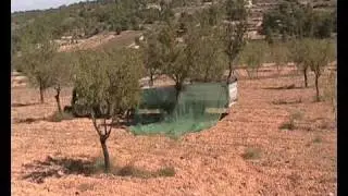 Almond Harvest / Cosecha de almendras