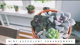 how to make a mini succulent arrangement | house plants