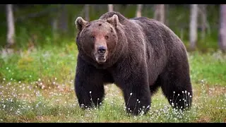 Bear Tanking Overview TBC Classic
