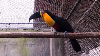 Birds get new wings to fly again at Brazil rehab center