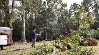 PULLING OVER A BACK LEANING 80 FT WATER OAK W/ A FORD F250 4X4 / TREE LIFE / 584-TREE/Roger Waldman