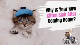 Episode 55: Why Has Your New Kitten Become Sick After Arriving Home?