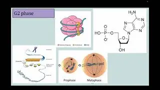 Mitosis Protein Video