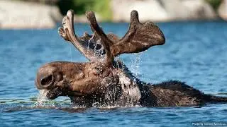 Celebrate the Waters of Maine