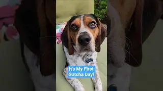 Happy 1st Gotcha Day, Pawly! We're so grateful to have his love & celebrate! #gotchaday #beagle