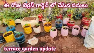 ఈ రోజు టెర్రస్ గార్డెన్ లో చేసిన పనులు |Terrace Garden Update @homemakerstrategy 