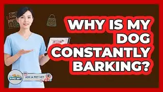 Why Is My Dog Constantly Barking?