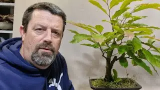 Pruning some more bonsai trees.