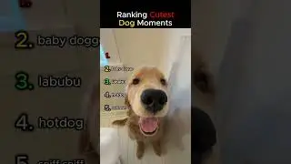 Ranking Cutest Dog Moments!