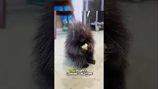 fluffy porcupine with brutal defense system !! #porcupine #hedgehog