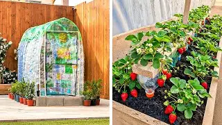 Smart Greenhouse Ideas for Growing Strawberries And Watermelon 🍓