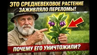 Это СРЕДНЕВЕКОВОЕ растение заживляло ПЕРЕЛОМЫ! Почему его уничтожили?