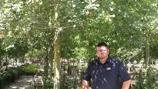 Water Oak