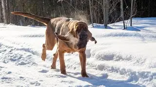Training Your Bloodhound: Tips for Successful Training