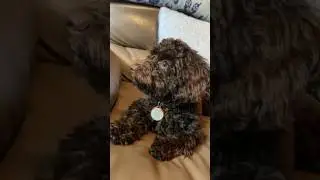 Dog&rsquo;s thoughts 😂 #dog #puppy #shorts