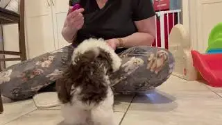 Posey Learning 
