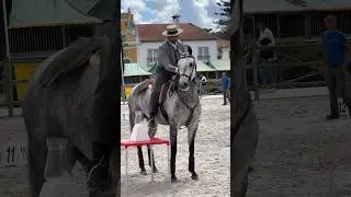Working Equitation 🇵🇹 lusowarmblood Oreo & Ricardo Tavares 2024 #horse #equestrian #equitation