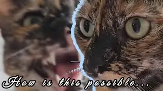 Are ALL Tortie Cats Female? Ft. Dr. Taurtie | Whiskers & Oscar Reacts.