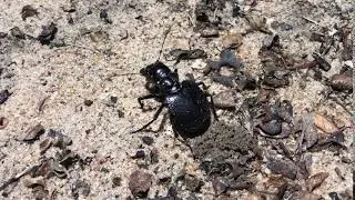 Oviposition of Manticora in Namibia