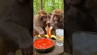 Monkey vibes all day! 🇺🇸🇬🇧  #MonkeyVibes #FunnyMonkey #CuteMonkey #MonkeyVideo #FunnyAnimals #Comedy