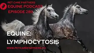 EP 289: Lymphocytosis in Horses | Causes, Diagnosis & Veterinary Insights