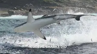 All About Baitballs. Including Professional Commentary From Shark Legend Walter Bernardis
