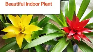 अंदर फूल और हरियाली दोनों देगा ये पौधा Bromeliad Plant care Beautiful Indoor Plant