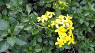 LA SENECIO ANGULATUS DELLA MIA CAMPAGNA DI LICATA