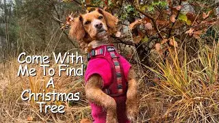 Cockapoo Goes Christmas Tree Hunting