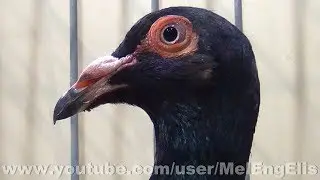 Pigeon Bagadais Fran&ccedil;ais Noir - French Bagdad - Franz&ouml;sische Bagdette Taube