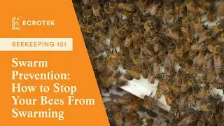 Beekeeping 101: Swarm Prevention: How to Stop Your Bees From Swarming | Ecrotek Beekeeping Supplies