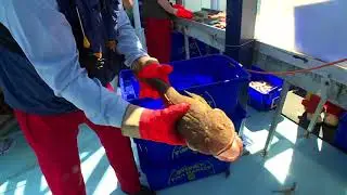 Fishing 8   Sydney Trawler