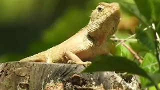 Do you think like me it's a dinosaur?