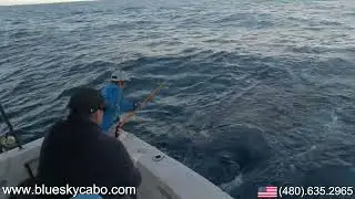 Catching Dorado with Blue Sky Cabo.