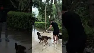 Our K9 dog is ready to attack the stalker #shorts