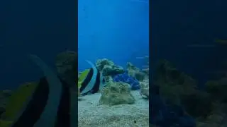 🐠 Pennant Coralfish (Longfin Bannerfish) | Stunning Marine Beauty!