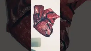 3D working heart model #3d