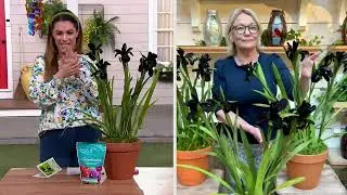 Barbara King 3-Piece Louisiana Iris Black Gamecock Live Plants on QVC