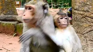Pull Ada Away ! Angel Not Give Milk Even So Hungry, Mum Wean Baby So Hardly, Mum Fight Baby