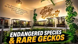 The Gecko Gallery NYC Tour - Endangered Species, Rare Geckos & a Bonus Overview of the Bone Museum