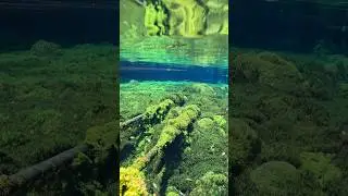 Underwater video shot🌱 #underwaterworld #underwater #underwaterphotography #authenticnature