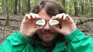 Stinkmorchel und Hexenei (Phallus impudicus) - Standort, Merkmale, Wirkung, Verwendung, Funfacts