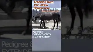 Blast from the Past- Tetonia Fawn 1971 Morgan mare
