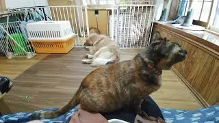 【猫&犬】アニマルcafeけだま 千葉県柏市 ※1分10円単位での価格でコスパ良し