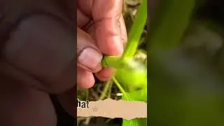 Tutorial on grafting tomato plant on solanum torvum / sussumber plant / turkey berry