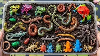Unbelievable Colorful Insects Found in Forest Trees | Rare Wildlife Hunt Creatures